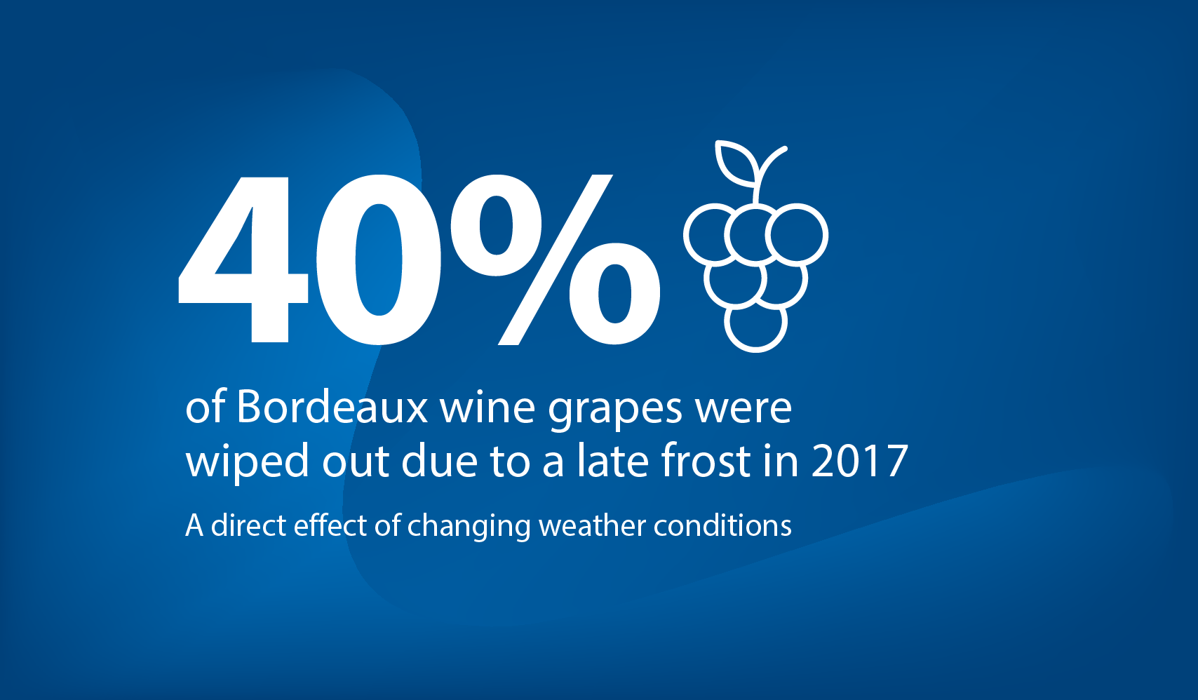 40% Bordeaux wine grapes wiped out due to frost 2017