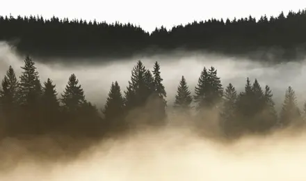 Pine forest emerging through morning mist, symbolizing stability, resilience, and strong foundational growth.