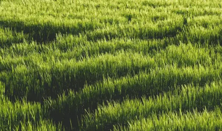 Responsible Consumption and Production - grass field